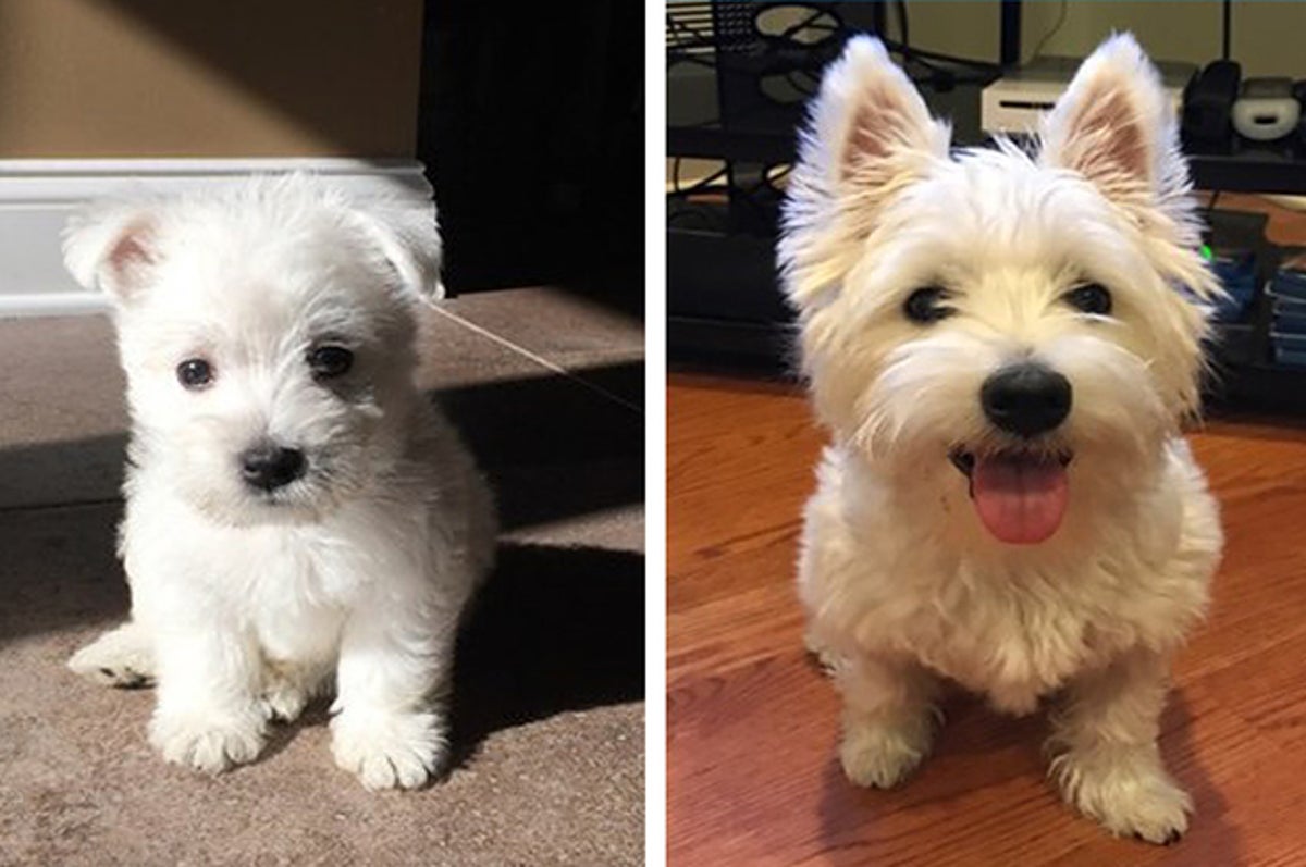 https www buzzfeed com ishabassi tbh i cried a little while writing this post because dogs