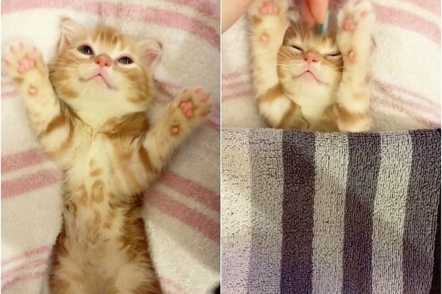 This Video Of A Kitten Preparing For Her Nap Time Will Blow All