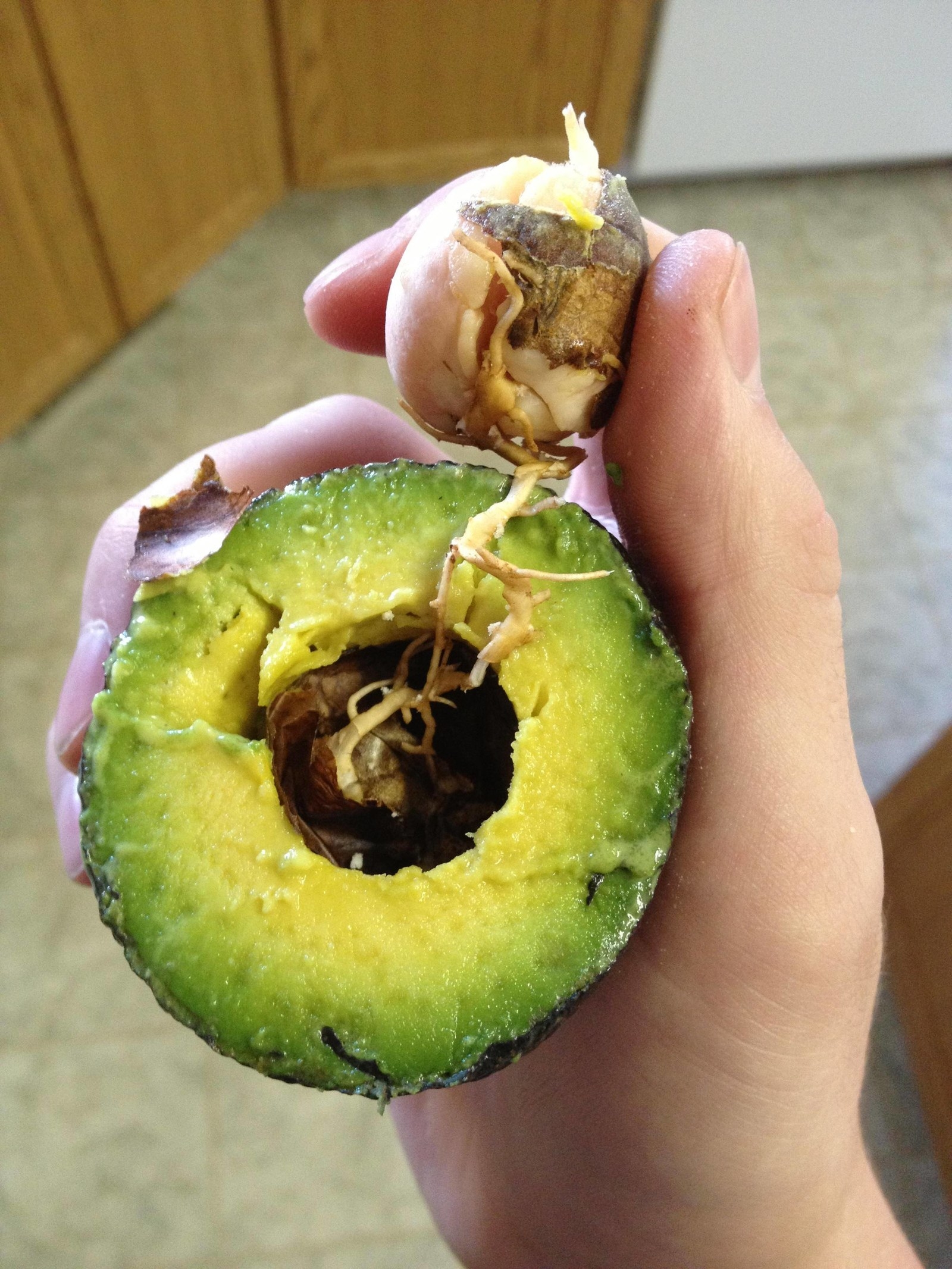 14-gross-avocados-that-ll-disturb-you-then-14-perfect-ones-to-make