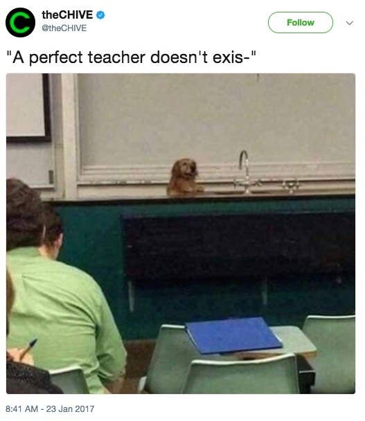 16 Pics That Ll Make Dog People Say Perfect Doesn T Exi