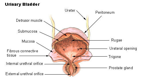 what's behind a belly button