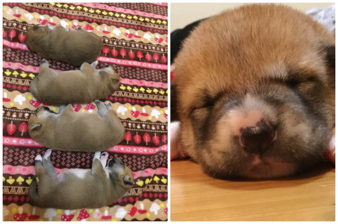 4匹の柴犬の赤ちゃん 並んで寝る姿にうっとり
