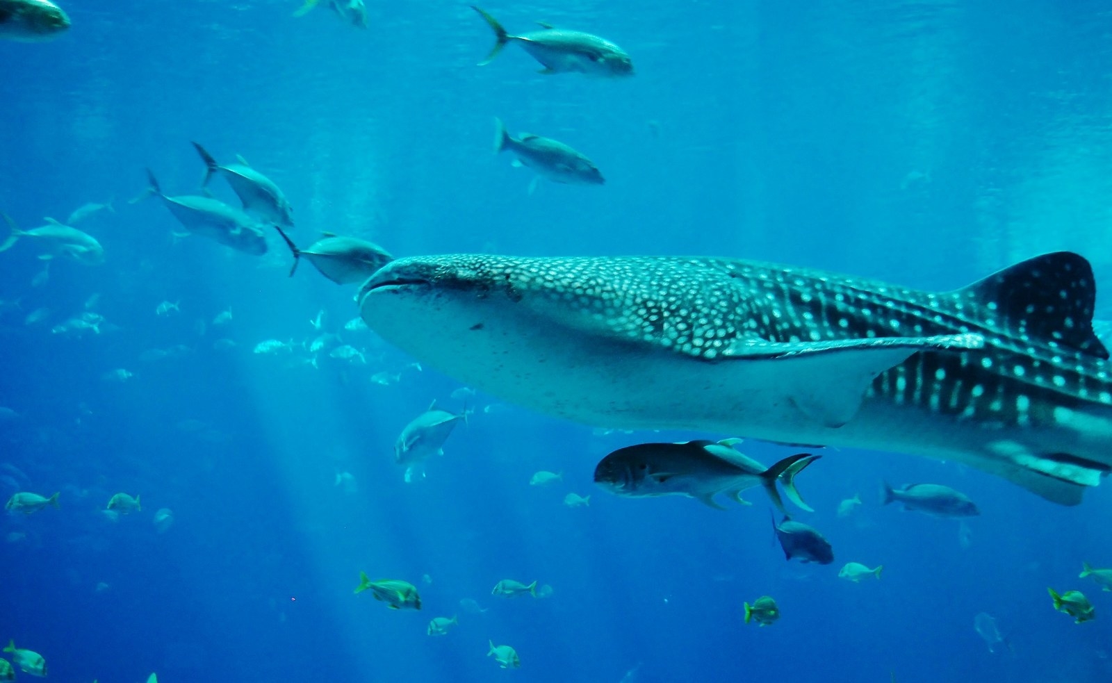 If you are qualified to dive, fasten your dive suit and plunge in to the blue ocean waters and look for the largest fish in the sea – the Whale Shark! COMO Cocoa Island, The Maldiveshas an excursion just for this.