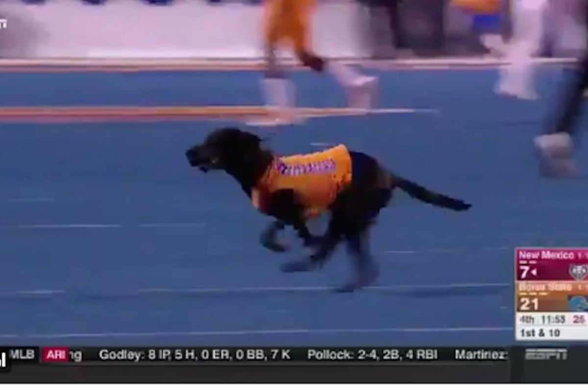 Boise State's tee-fetching dog: Adorable tradition goes back decades 