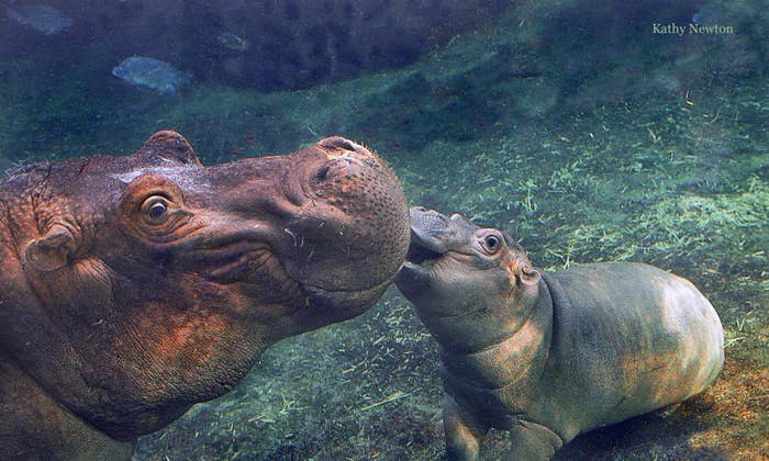 Here S Why Everyone Loves Fiona The Little Hippo That Could