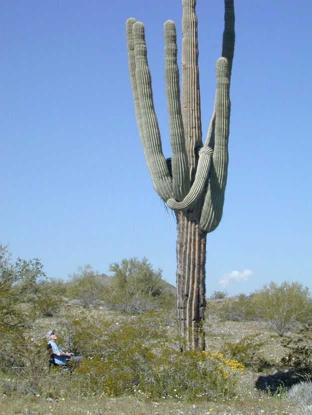 Tuscon, Arizona, a city of about 530,700 people, sent Amazon a giant cactus as a welcome gift to the company.