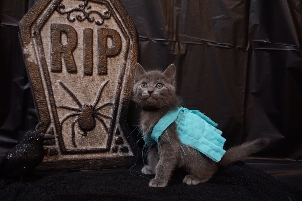 This Girl Dresses Her Cats Up Like Taylor Swift And It's So Damn Adorable