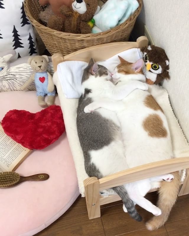No.0 ハンドメイド双子ネコちゃん✳︎ No.0 ハンドメイド双子ネコちゃん✳︎