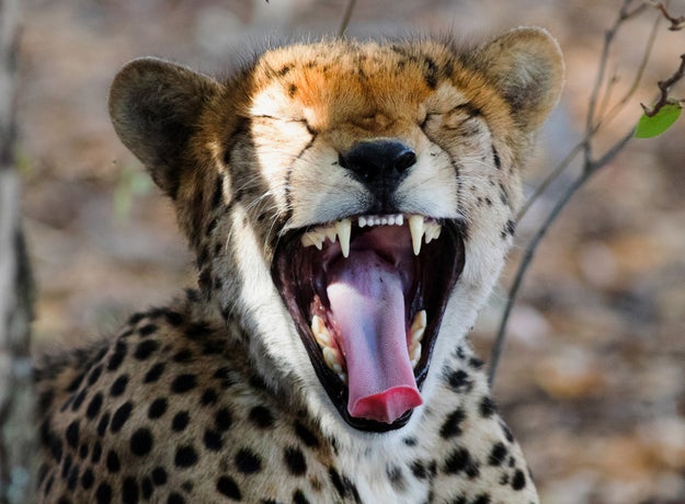 Cheetahs can't roar, so they meow and purr instead.