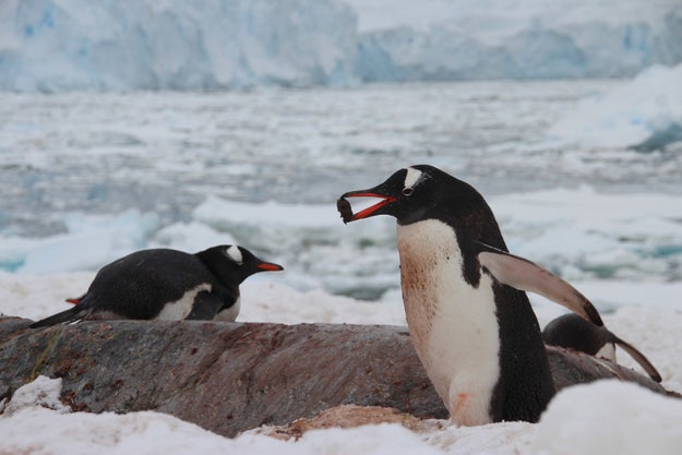 Male penguins "propose" to their mates with pretty pebbles.