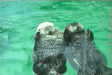 知ってると優しい気持ちになれる動物の雑学