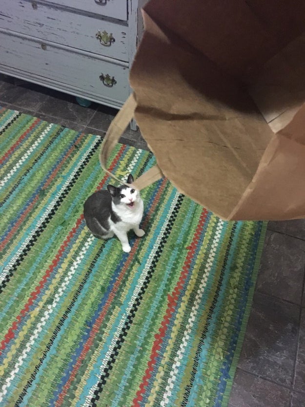 However many toys you buy your cat, nothing beats their excited little face when you open a cardboard box or give them a fresh paper bag.