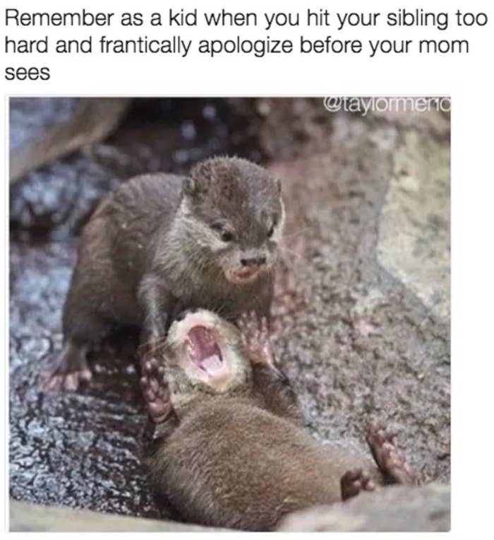 27 Of The Best Sister Memes Of All Time
