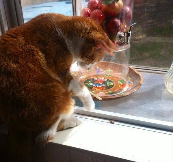 21 Weird Things Cats Do That Only Cat Owners Understand