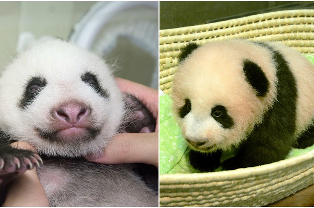 上野動物園のパンダの赤ちゃん「シャンシャン（香香）」。生まれてから ...