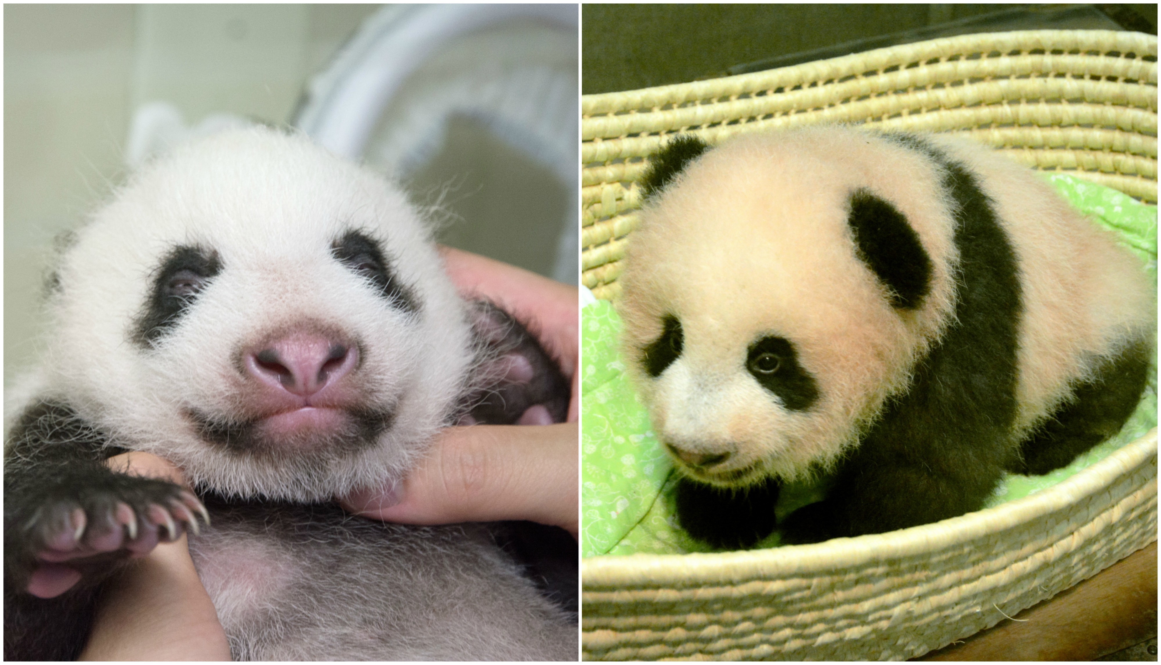 上野動物園のパンダの赤ちゃん「シャンシャン（香香）」。生まれてから