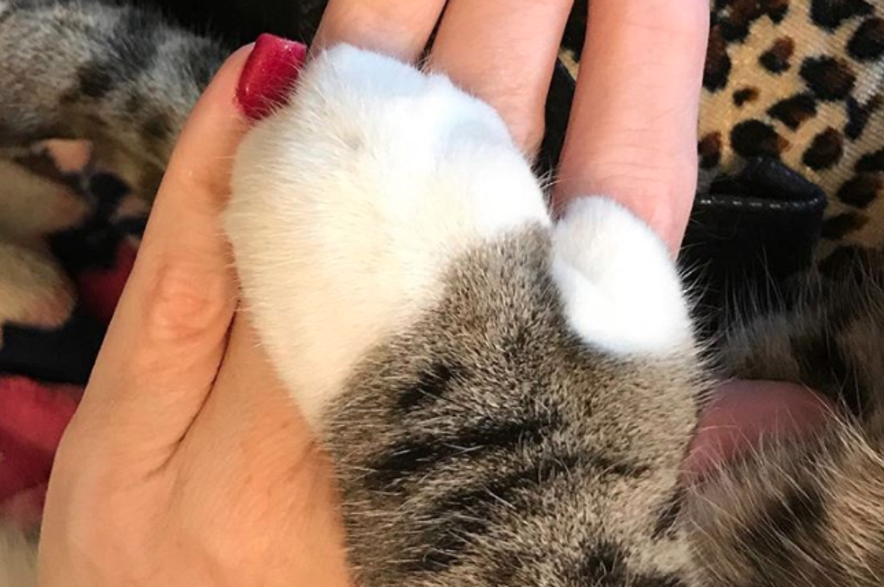 PSA Cats With Thumbs Exist