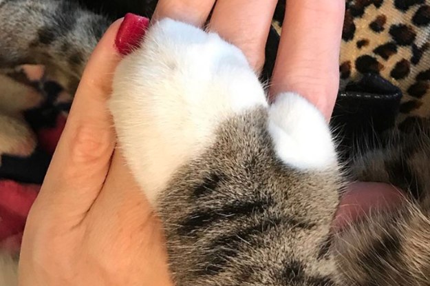 Samarbejde rookie sjæl PSA: Cats With Thumbs Exist!
