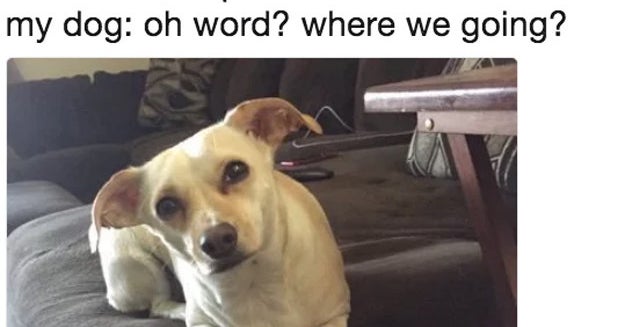 23 Tweets That Are 100% Accurate For Anyone Who Owns A Dog