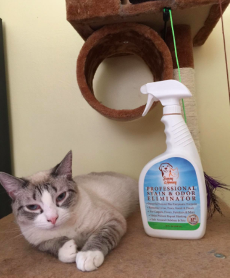 21 Things That Ll Keep Your House From Smelling Like Your Pet