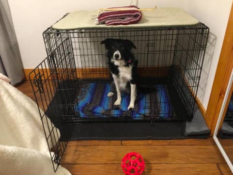 What to put in dog pen for smell