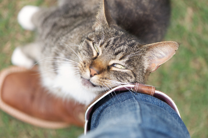 cat rubbing on someone&#x27;s leg
