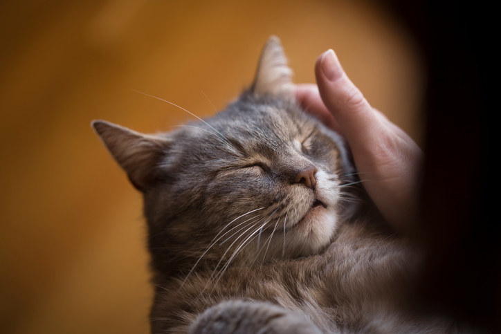 close up of a cat being pet