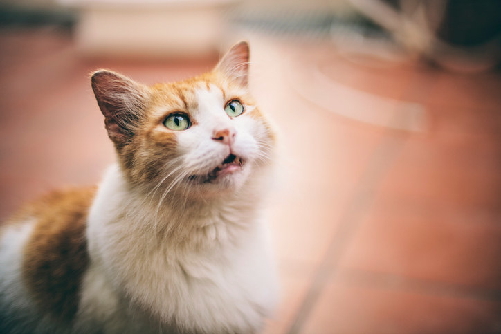 cat sitting and looking up