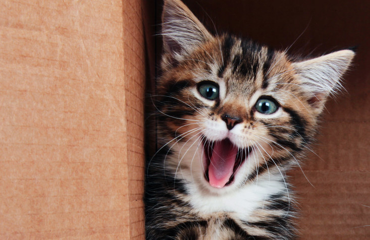 kitten with a mouth open in an expression of happiness