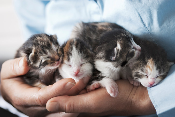 4 newborn kittens