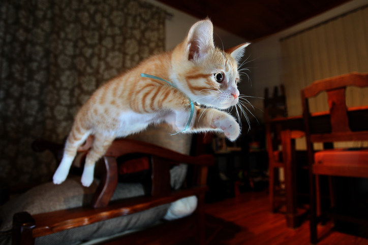 kitten leaping