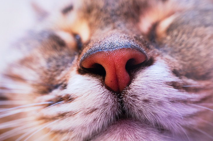close up of a cat&#x27;s nose