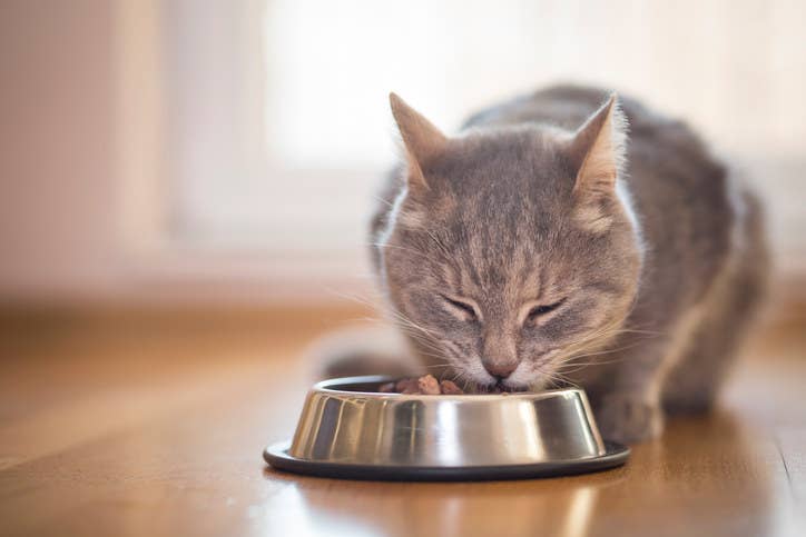 すげえ ネコの仰天すぎる豆知識31個