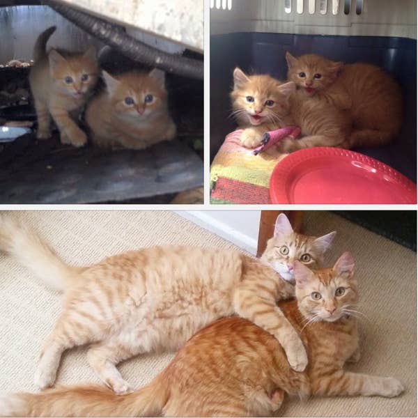 17 Before And After Cat Adoption Photos That Will Make You Happy Cry