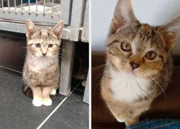 17 Before And After Cat Adoption Photos That Will Make You Happy Cry