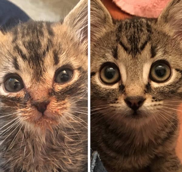 17 Before And After Cat Adoption Photos That Will Make You Happy Cry