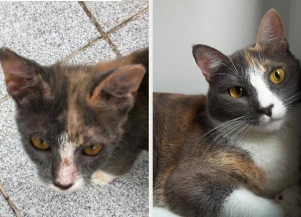 17 Before And After Cat Adoption Photos That Will Make You Happy Cry