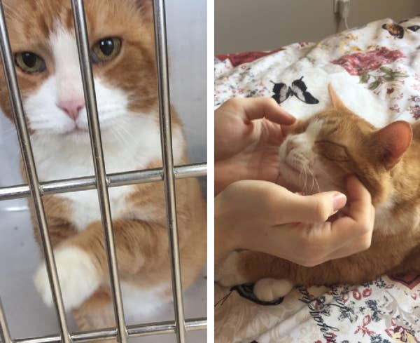 17 Before And After Cat Adoption Photos That Will Make You Happy Cry