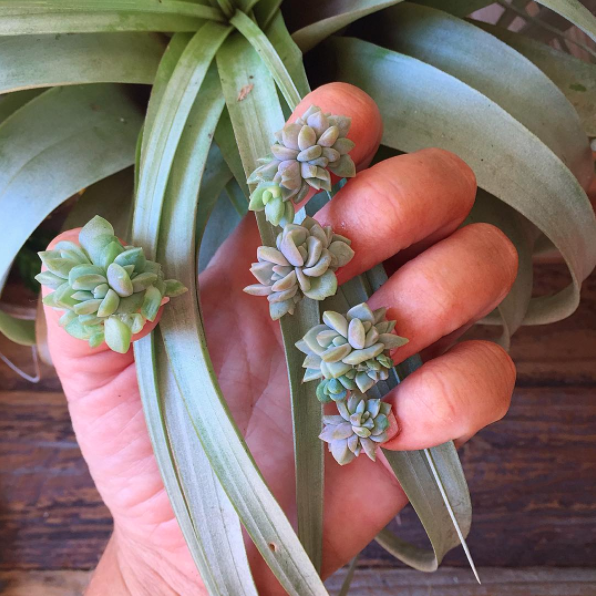 This succulent nail art that you kinda don't wanna look at, but you kinda do.