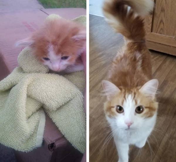 17 Before And After Cat Adoption Photos That Will Make You Happy Cry