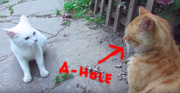 You see, White cat is just trying to mind her business, but her asshole ex won't leave her alone.