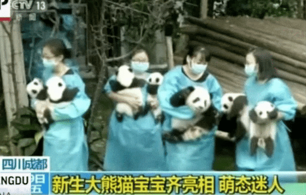 That's right, it's that special time of year when the Chengdu Research Base in China unveils the fruits of its captive breeding program labor.