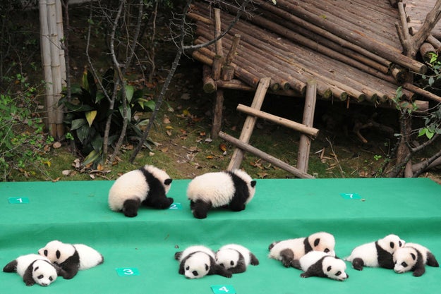 The giant pandas born earlier this year made their debut Friday on the 30th anniversary of what's commonly referred to as the Panda Base.