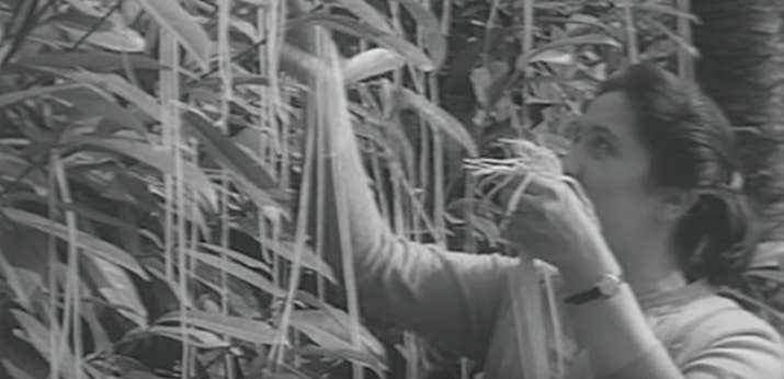 El 1 de abril de 1957, la BBC emitió un falso documental sobre cultivos de spaghetti en Suiza que mostraba a granjeros recogiendo spaghetti de los arbustos. El vídeo, en clave de humor, generó confusión; hasta parte de los televidentes se preguntaban dónde podían comprar sus propios árboles de spaghetti.