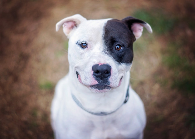 Que tipo de cachorro você seria?