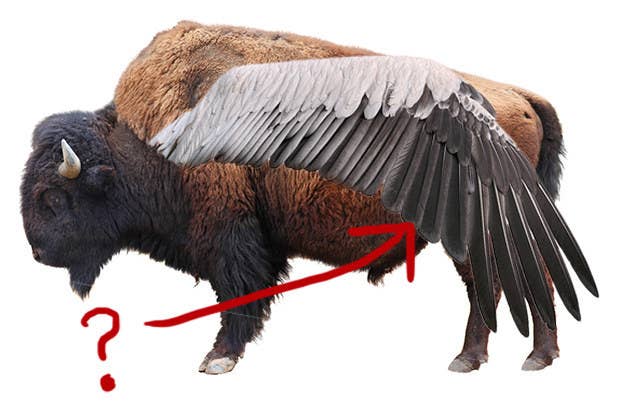 Buffalo Wings Crossword Answer