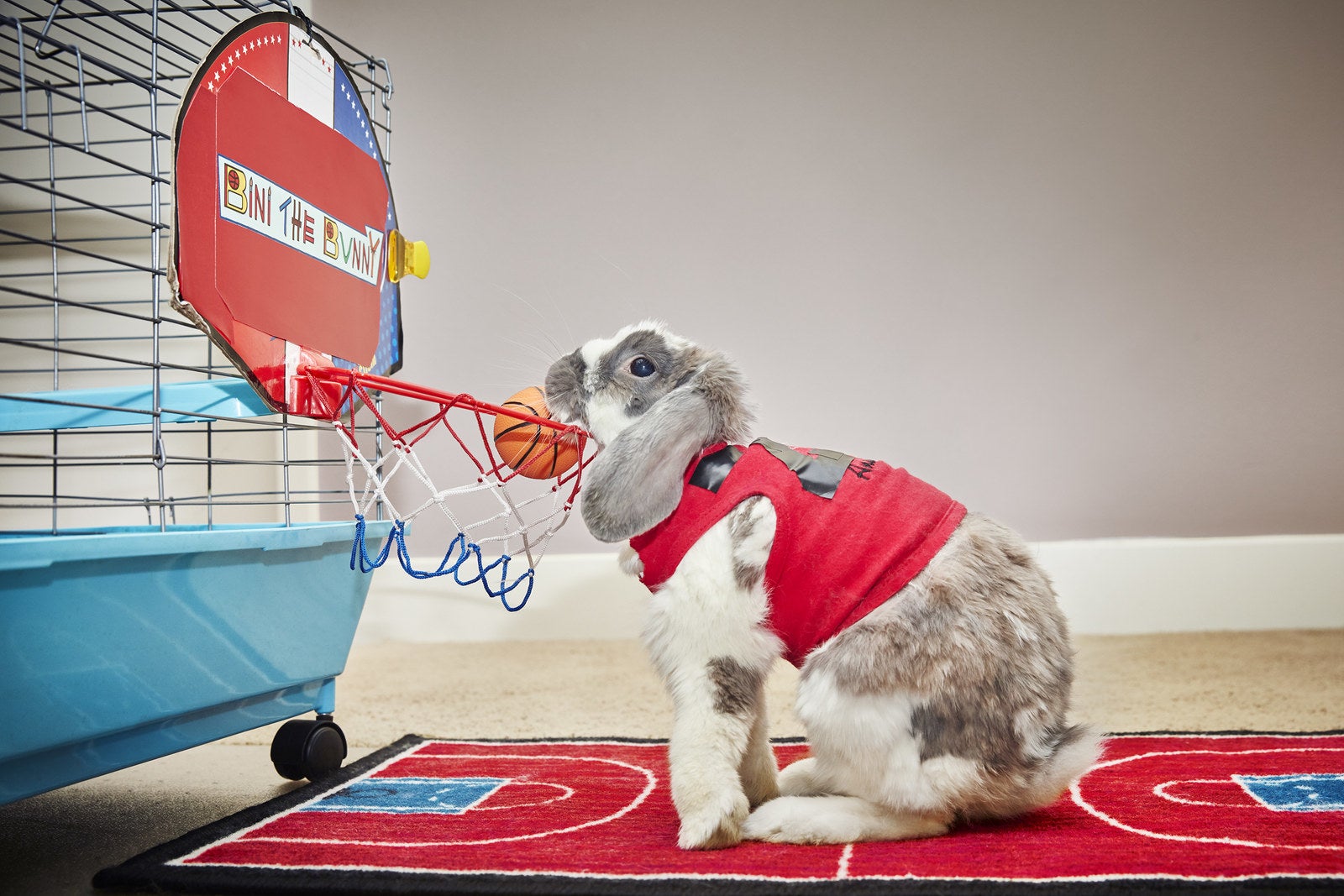 スラムダンクを決めまくってギネス認定されたウサギが最高にクール