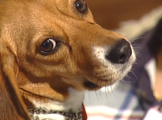 In 2006, a beagle called 911 from a cell phone and saved her owner's life after he suffered a seizure and collapsed.