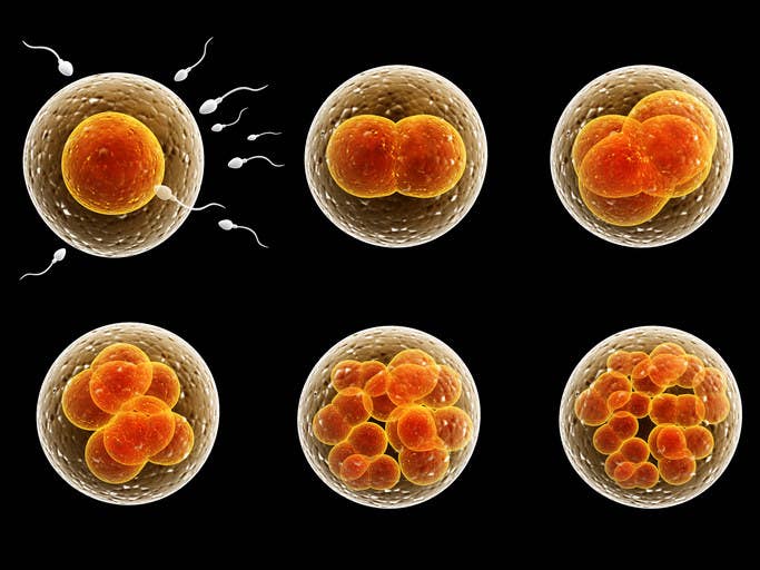 If you're trying to get pregnant, each month that passes can feel incredibly long. But it's pretty rare to get pregnant straight away. "The chance of a British couple getting pregnant each cycle is about 20%," says Winston. "It's a bit higher in Australia, where people have a bit more sex; it's a bit lower in France, where people have less."So on average, it takes five months to get pregnant. You're not unusual unless you've gone 10 months or a year. I wouldn't dream of examining someone until it's been a year, unless there was some specific reason you thought there was a problem."Dr Helen Munro, a sexual and reproductive health consultant, agrees. "If a couple have been having sex two or three times a week for a year and still not fallen pregnant, they'd be the ones I'd look at," she told BuzzFeed News. "Otherwise, you're fertile until proven otherwise."Child says "the chances of a healthy couple conceiving in a year is about 80%, and importantly, half of the ones who haven't will conceive naturally the year after. Often it just takes longer."