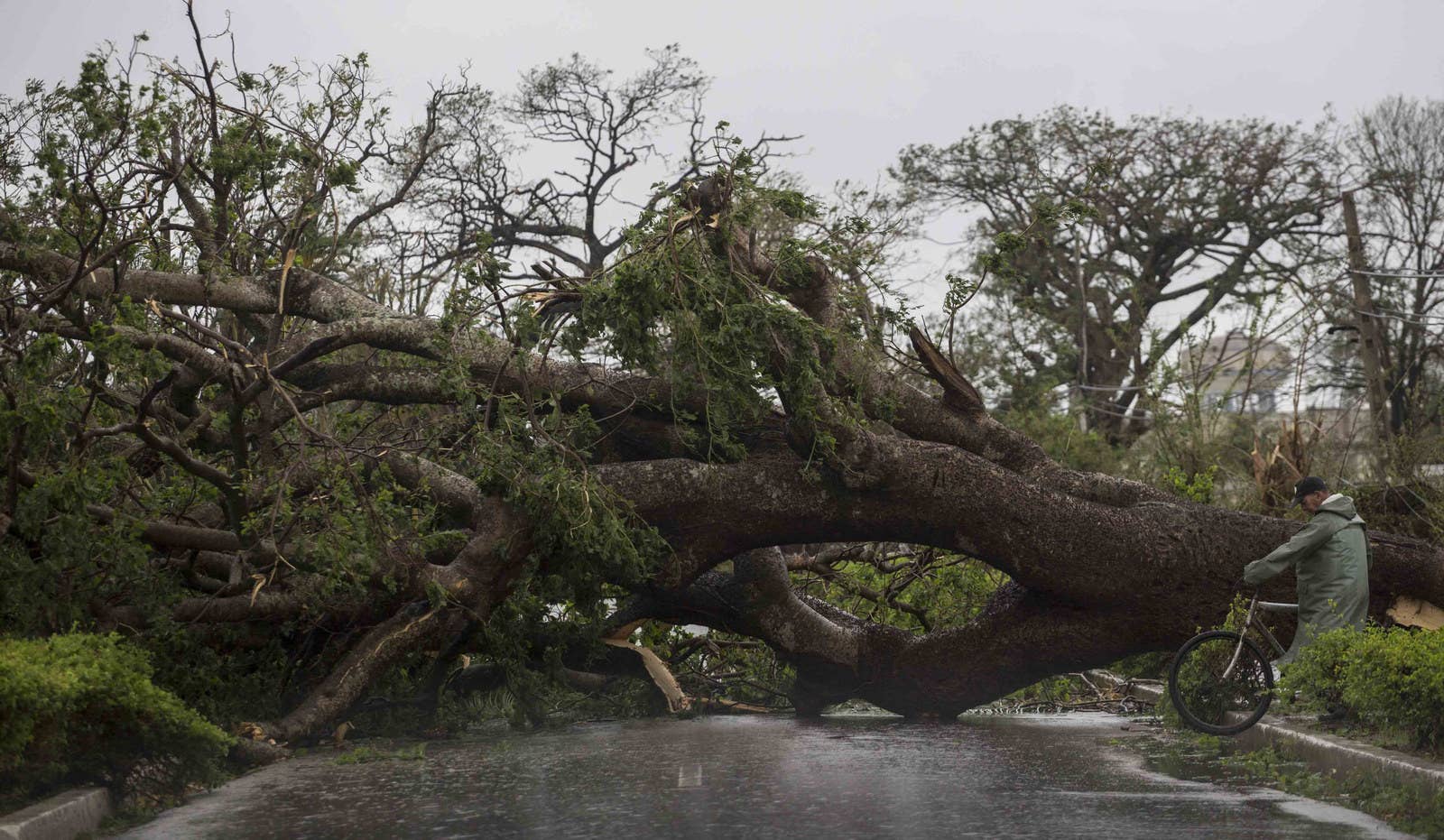 A big, fallen tree blocks a road